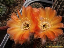 Echinopsis Hybride 022